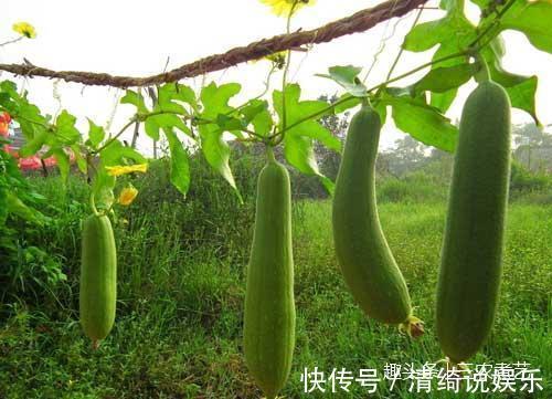 纲目拾遗|农村这种藤，很多人只知果能吃，却不知藤汁功效强还能卖钱