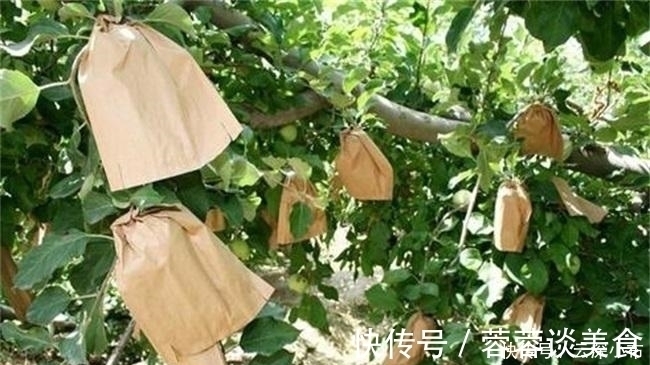 虫子|曾立下功劳的水果套袋,如今让果农苦不堪言,套袋技术会被取消吗