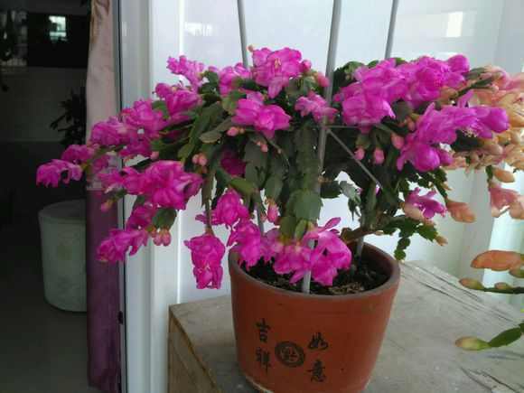 盛夏养花,就养这4款四季能开花,颜值高,又好养的花,懒人大爱