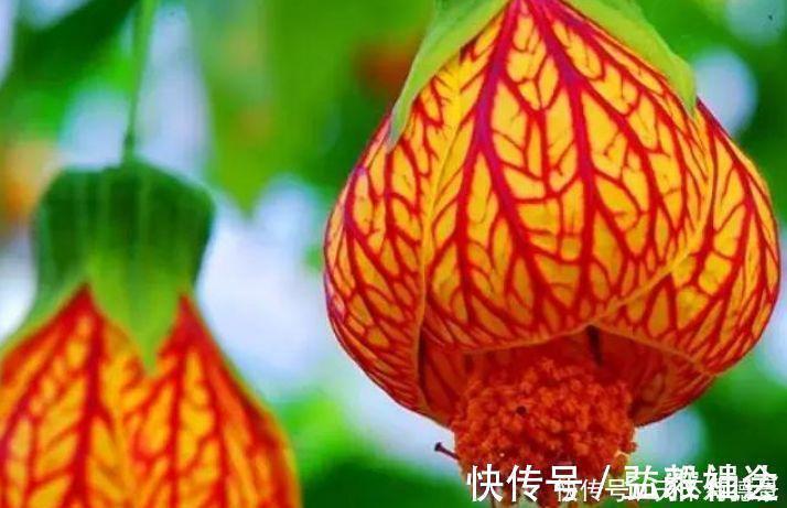 荷包牡丹|4种花自带财运,家里养一盆,比牡丹更好看,你喜欢吗?