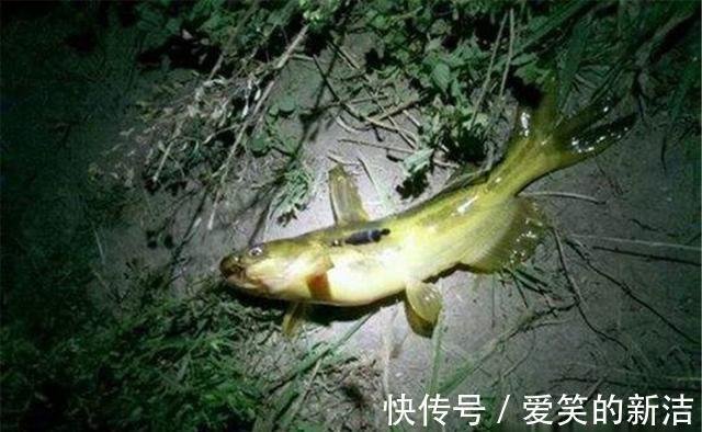 小鱼|野钓昂刺鱼,特效饵料“排行榜”,蚯蚓最常用,但是虾肉适应广