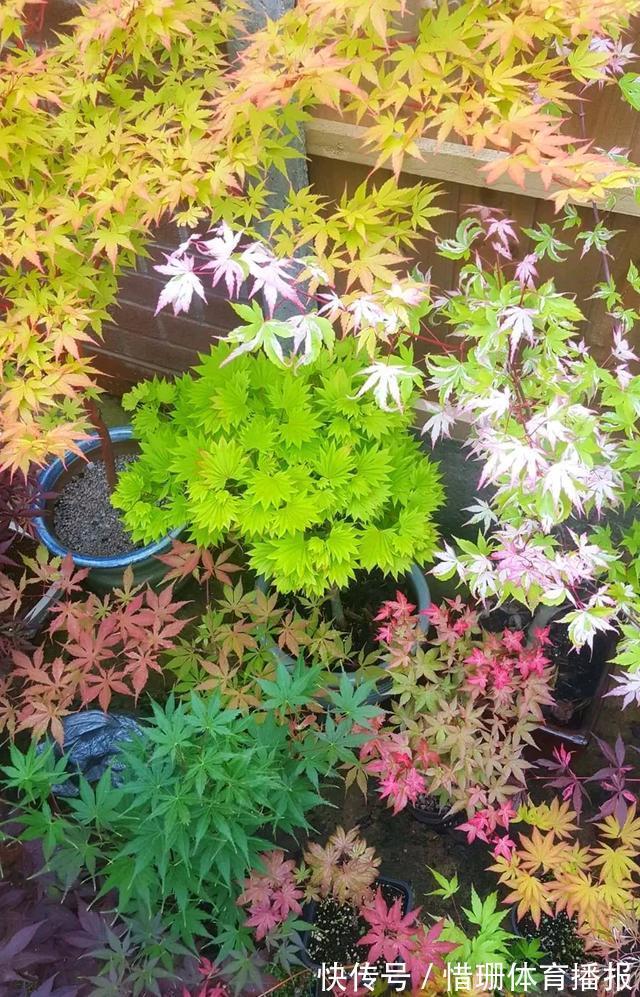 花海|这6种花养好了,家里秒变花海,一年四季有花看!