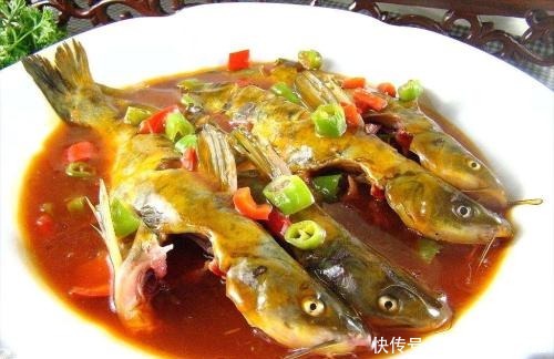 钓鱼|钓鱼:怎样钓河里的昂刺鱼(黄颡鱼)?