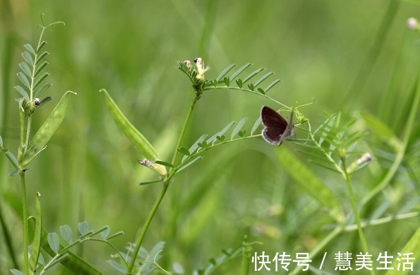 小根|65种野菜图片，带你认识不同的野菜和吃法，你想要的野菜这里都有