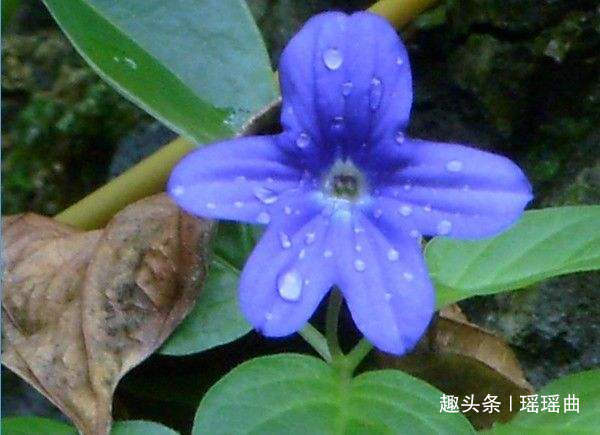 此花因其蓝色的花朵而闻名，有股清凉的韵味，是高贵与华丽的象征