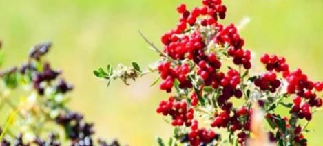 女性想要身體好，常吃3種食物，可降壓減脂，預(yù)防子宮早衰