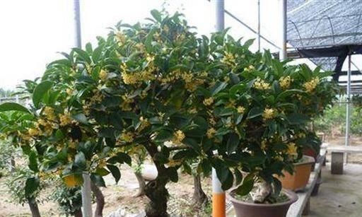家里有小院的一定要种棵桂花,它的5种奇效,会让你意想不到