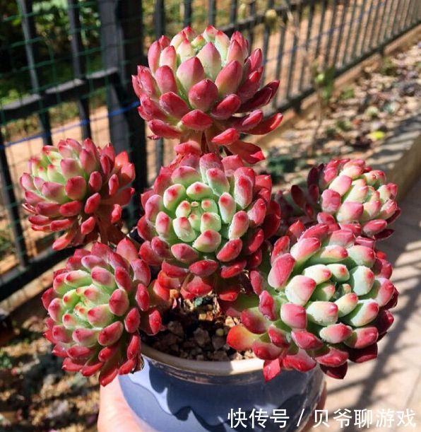 秋季养多肉,学会控一控,叶肥又鲜艳,很快长出好状态