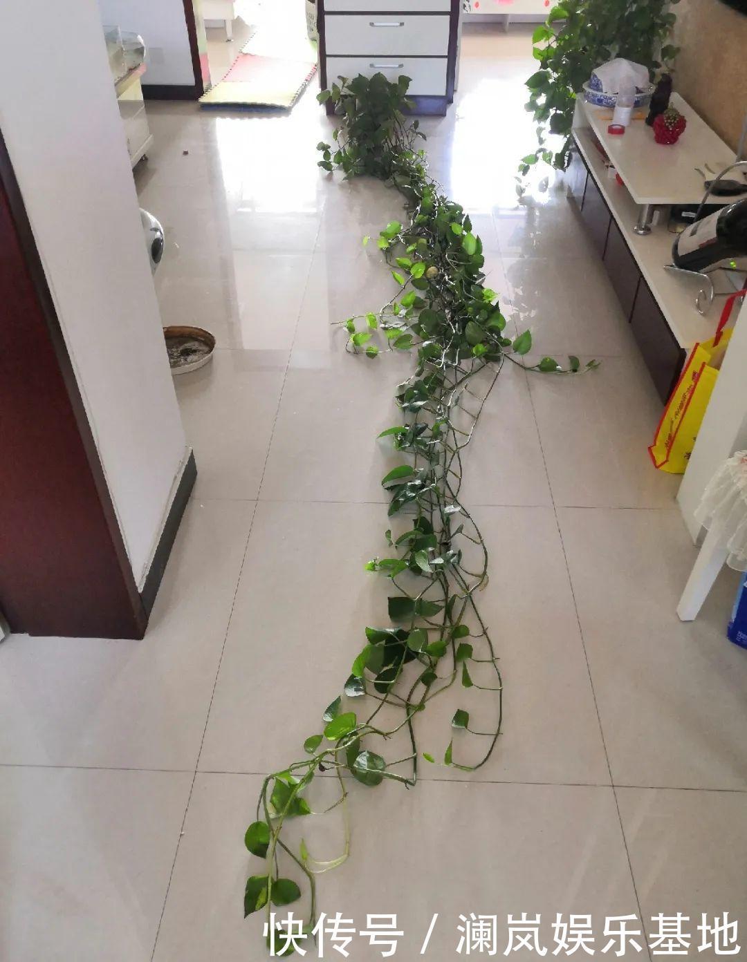 3个月后才回家,家里的花疯了,墙缝、房顶都爬满!