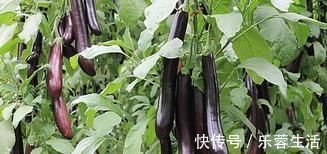 保护血管|高血压“特怕”的5种食物，常吃可有效扩张血管，稳定血压！