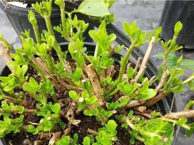 开花|6种“漂亮花”，长了就狠剪，舍不得剪害处大，耽误一年开花量