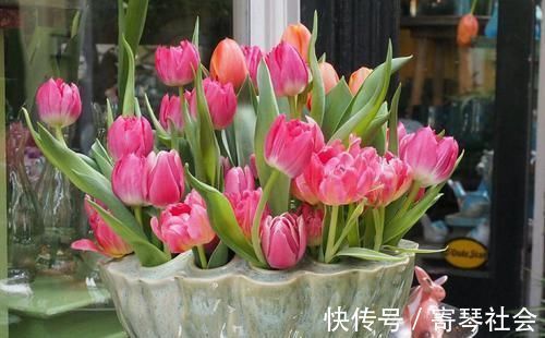 用小苏打养花,竟有这么神奇的功效,让花卉植物长不停!