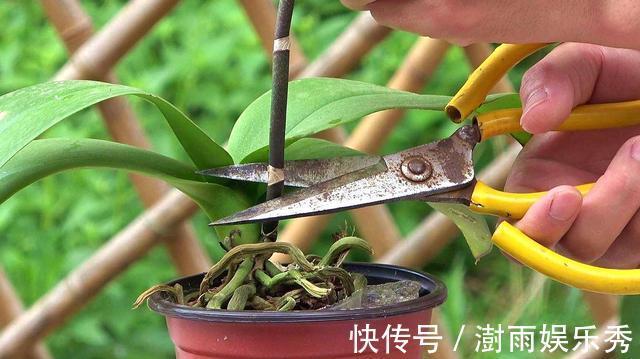 分枝|五一之后,5种“漂亮花”,开完赶紧剪,剪的越狠,下一茬花越多