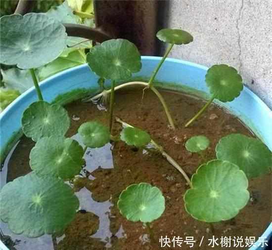 微酸性|绿萝、铜钱草盛夏这么养护，叶子比钱大，肥肥大大爬满屋