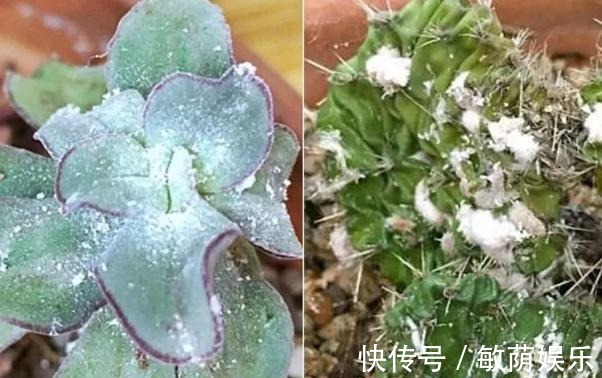 容器|养花招虫除不尽3个小技巧,让盆栽里一个虫子都没有