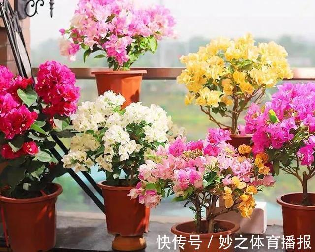 最爱晒太阳的8种花,越晒开花越多,阳台养几盆,开花成海