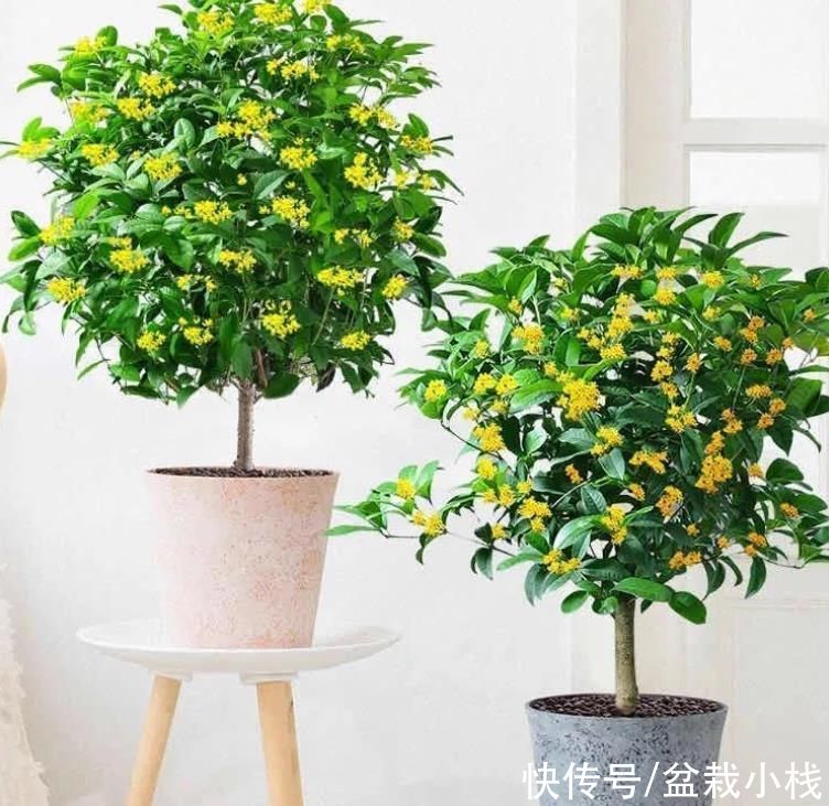 width|进入秋季，养这种花才好看，寓意也挺好