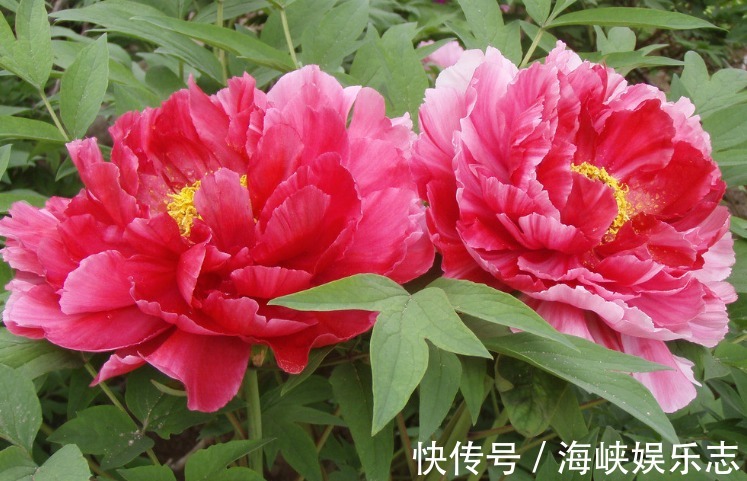 牡丹花|4种花“独受宠”，众多花友都爱养，一年四季开花不断，天天赏花