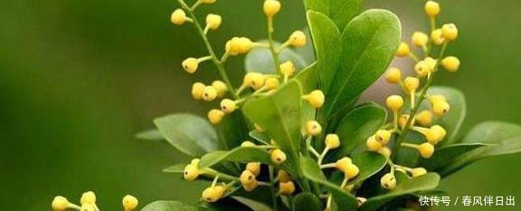 5种开花机器,越晒花越多,阳台有一盆满屋都飘香