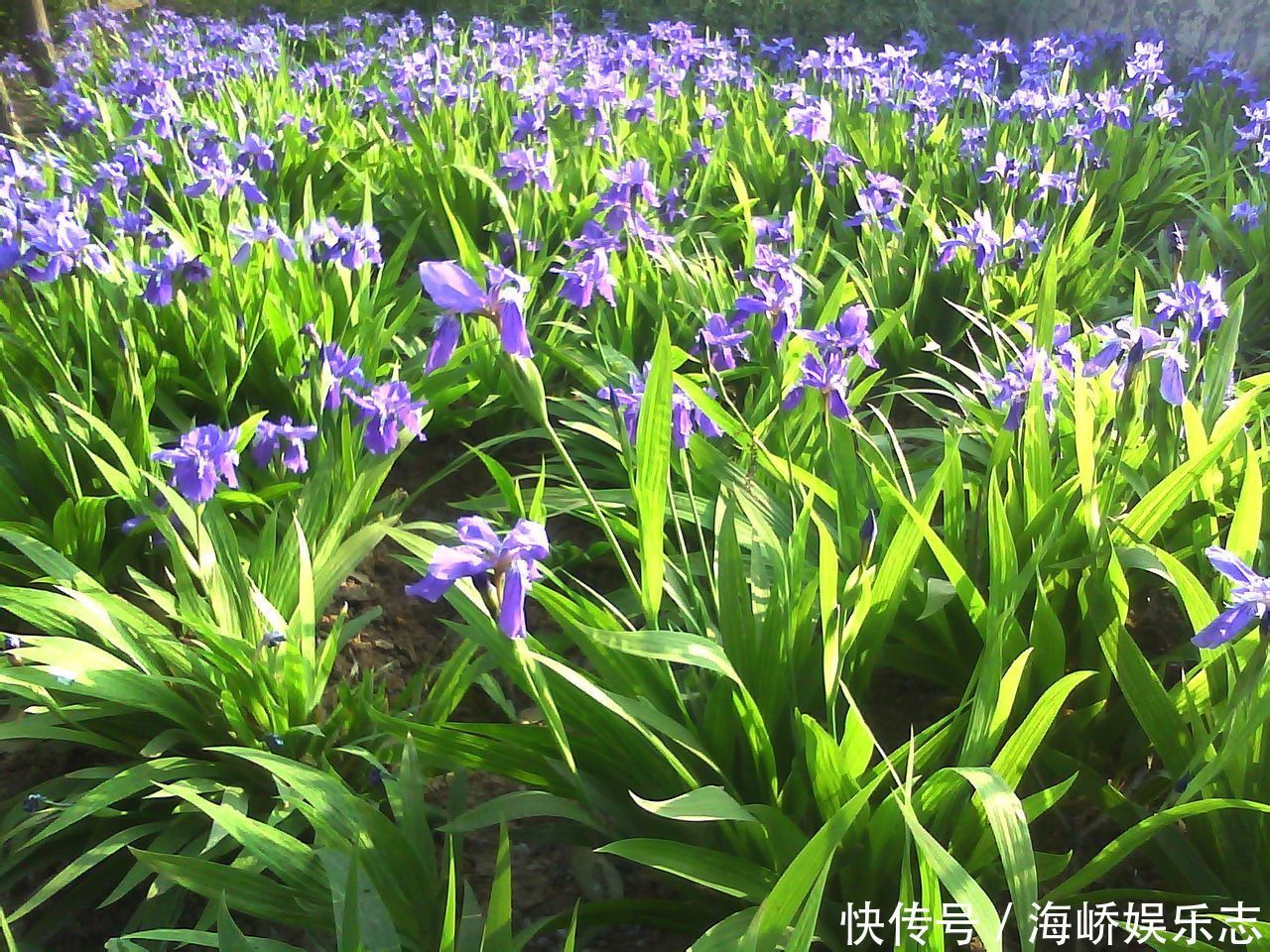 此花被法国人视为国花，花枝招展，非常迷人，象征着一颗优雅的心