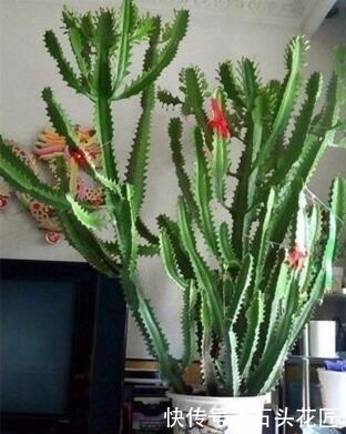 搬新家之前,一定要养“这6种花”,除“甲醛”效果好