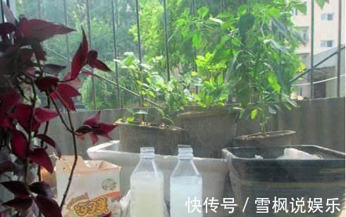 豆水|这4种花“直接”浇,浇一盆死一盆,伤害可真大