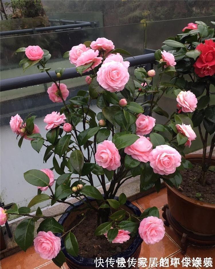 茶花|十月不知养啥花？看看这六种，好养又漂亮，可以放心入手