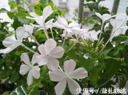 白雪花|以前只知道有蓝雪花，原来还有白雪花、红雪花，你都见过吗