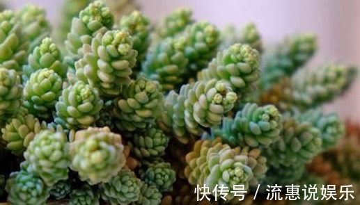 姬胧月|家里养上如下多肉植物准没错!既好看又好养,“养花杀手”的福音