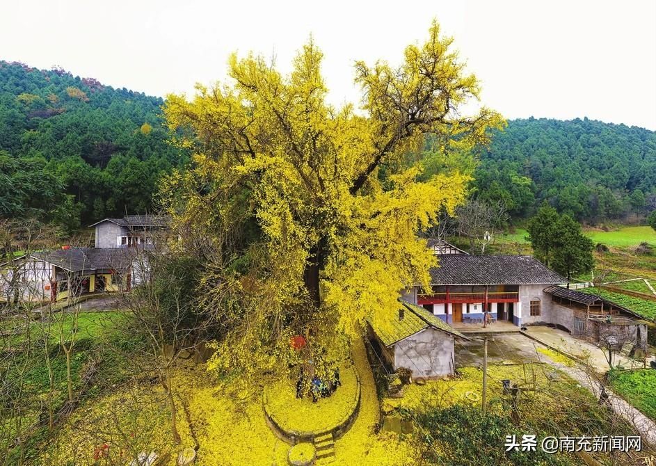 黄金甲|古蜀道上“银杏王”：身披黄金甲 一树成风景