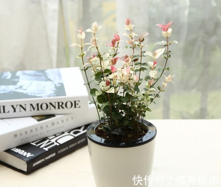 大田|以下5种盆栽花卉,可以任性浇水,水浇多了不会死反而疯长