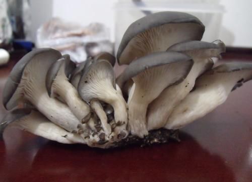 冬天,吃大鱼大肉不如它,简单炒一炒,好吃有营养,滋补又解馋