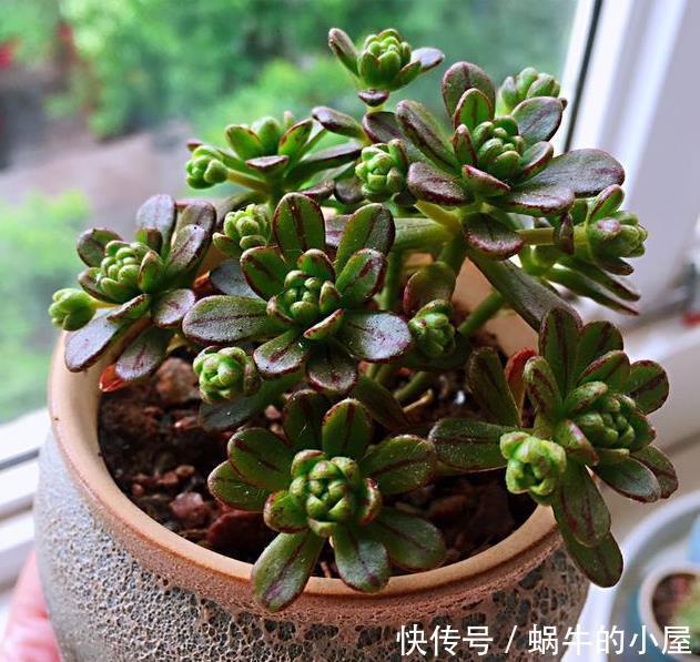 被名字耽误的“三种花”，颜值高又皮实，放角落也能自己长