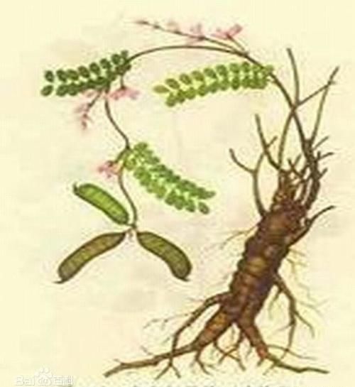 鸡骨草|每日一中药——鸡骨草