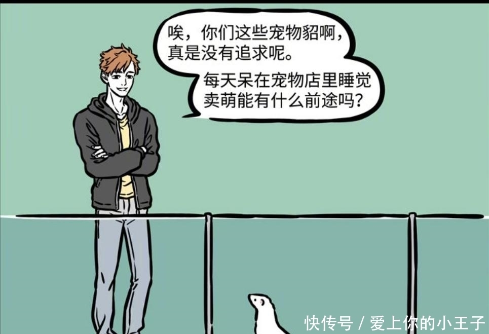 抱负|非人哉：黄大仙嘲讽貂兄无抱负，一颗貂粮打脸，抱负再大不如吃得香