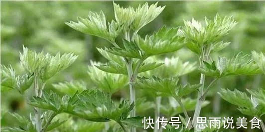 艾草|艾治百病!7大艾叶民间小偏方,横扫7种身体疾病!值得点赞!