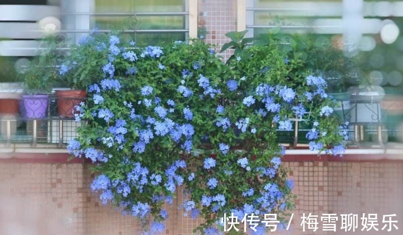 蓝雪花|九月中旬,1种花“长势猛”,剪一茬、开一茬,满枝都是花苞