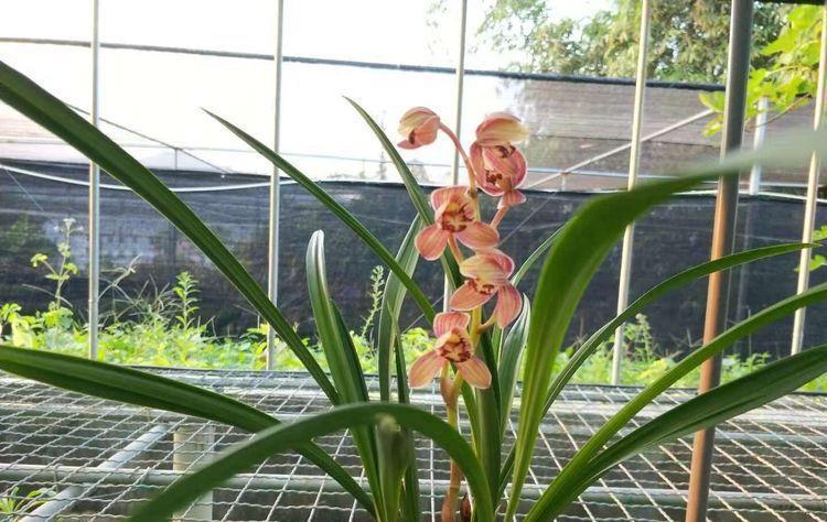 家养4种旺运花,吉祥又喜庆,满树都是花朵,漂亮极了