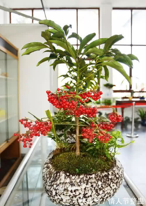 12种花，建议养一盆，不仅吸收废气，还有“旺财添福”的美好寓意