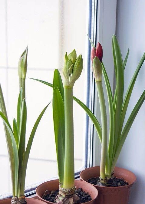 朱顶红开花矮矬子？动手剥开皮，冒出一圈大红花