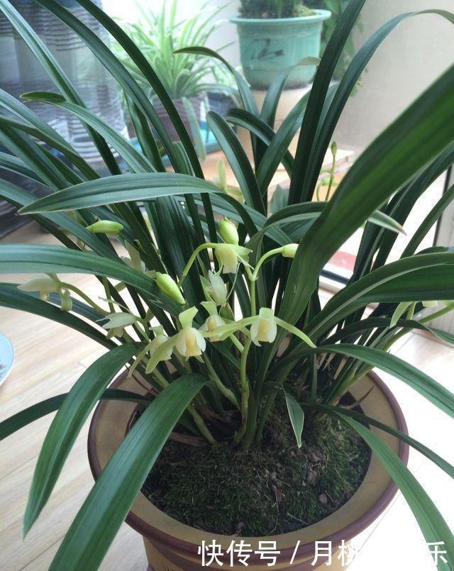 兰花|兰花长成“吊兰”,光长叶子不开花,绕开4个坑,开出极品好兰花