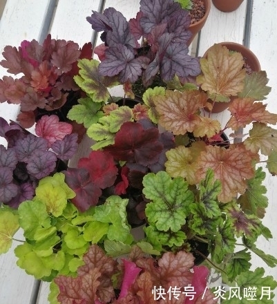 这几种盆栽遇土就活，虫病不染，懂花人都在养，花开满园