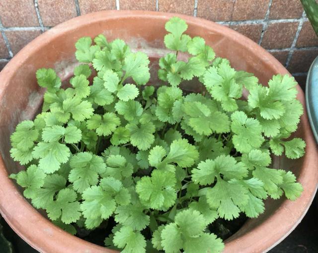 蔬菜|冬天院子里种植蔬菜,考虑“2种”,割了一茬又一茬,值!