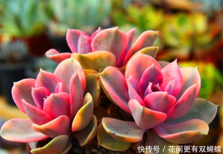 多肉紫珍珠不但容易养成老桩,学会3妙招,还能饱满肥厚粉紫高贵