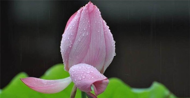 辛弃疾《卜算子荷花》占断人间六月凉,步步莲花是心苦