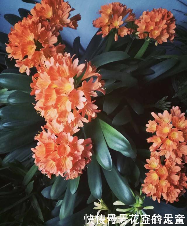 君子兰|养君子兰趁现在,多做2件事,长成大白菜,满盆冒花箭