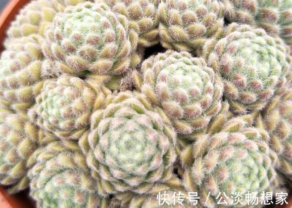 花盆|1种多肉“最好养”，零下20℃冻不死，雪地里“照常”生长