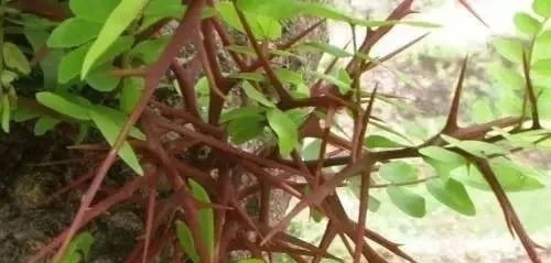 安徽中草药|一根皂角刺,治病大功效!4种妙用法,4大疾病,百治百效!