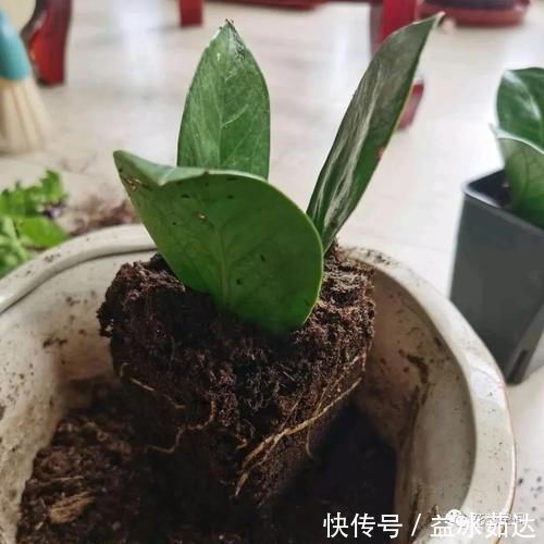 盆景|过年没事在家扦插这3种树,生根快,一个月变成小盆景