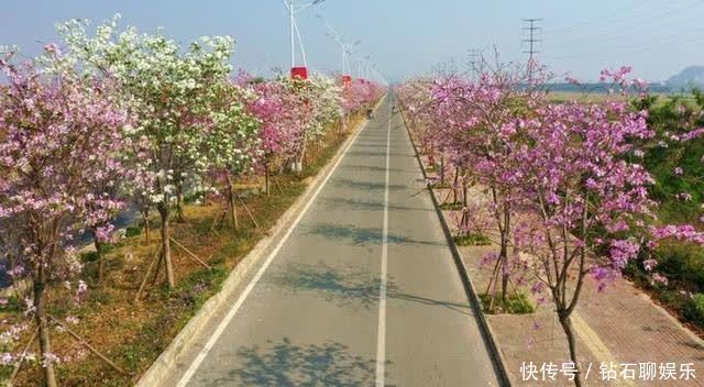 三月|花样荷城,美不胜收!